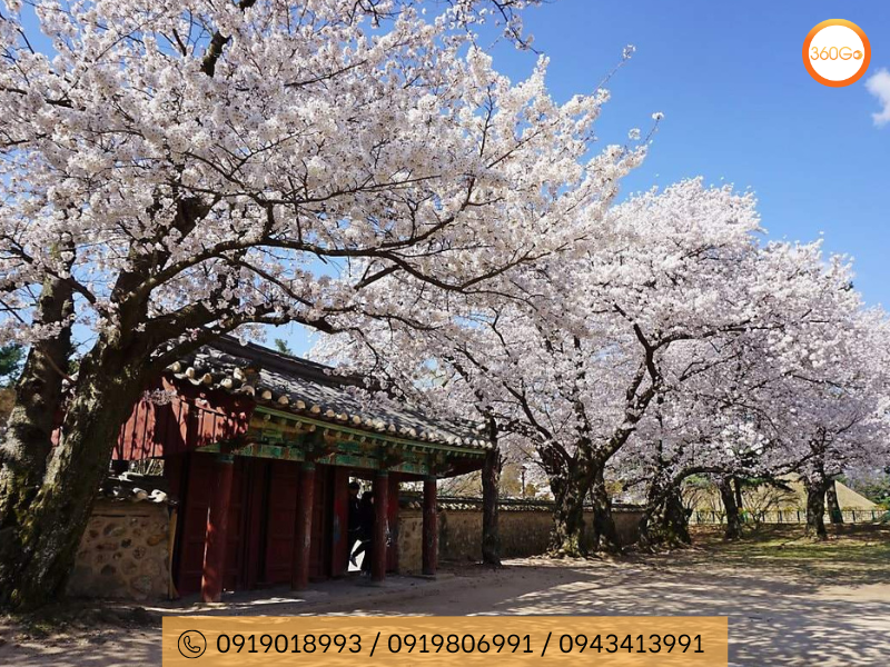 Hoa anh đào Gyeongju - Du lịch 360Go 